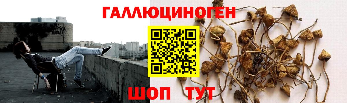 Псилоцибиновые грибы Psilocybe Сыктывкар